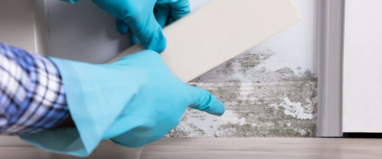 TOP 10 BEST Black Mold Removal in Lowell, MA - Yelp